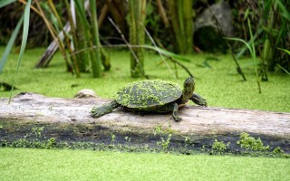 四川自贡观测到恶性外来入侵物种