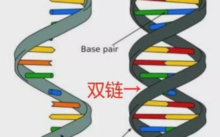 单链与双链的区别在区块链中的应用