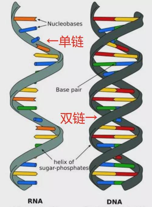 单链与双链的区别在区块链中的应用-第1张图片-高峡链闻网