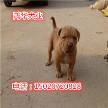 比特犬的多样风采-第1张图片-高峡链闻网