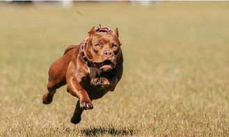 比特犬力量与忠诚的化身，价格背后的故事-第1张图片-高峡链闻网